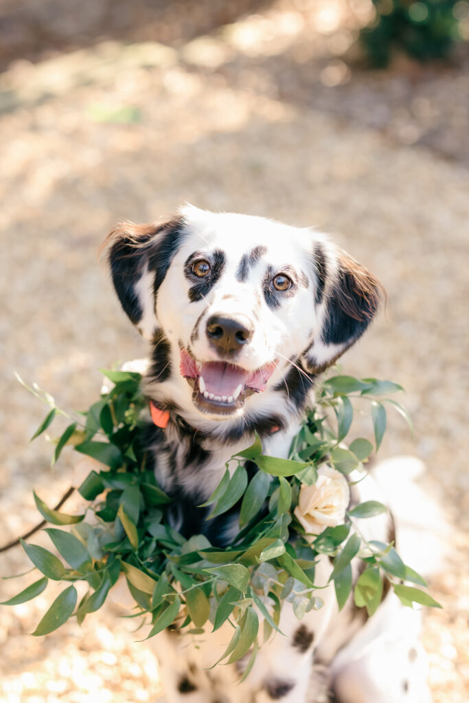 Wedding at Morning Glory Farm | In Bloom Photography | NC Wedding Photographer